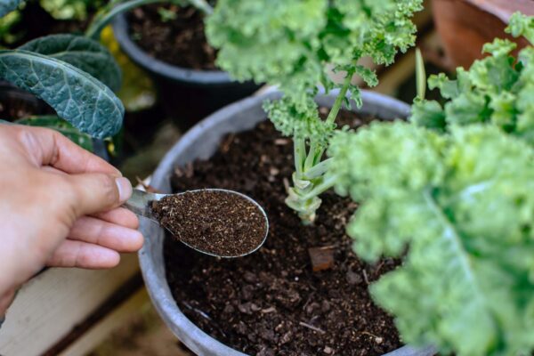 Tuinturf