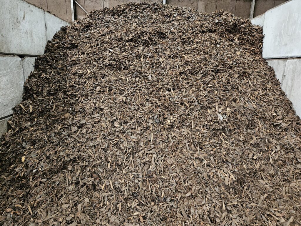 Pinus Sylvestris 25/40