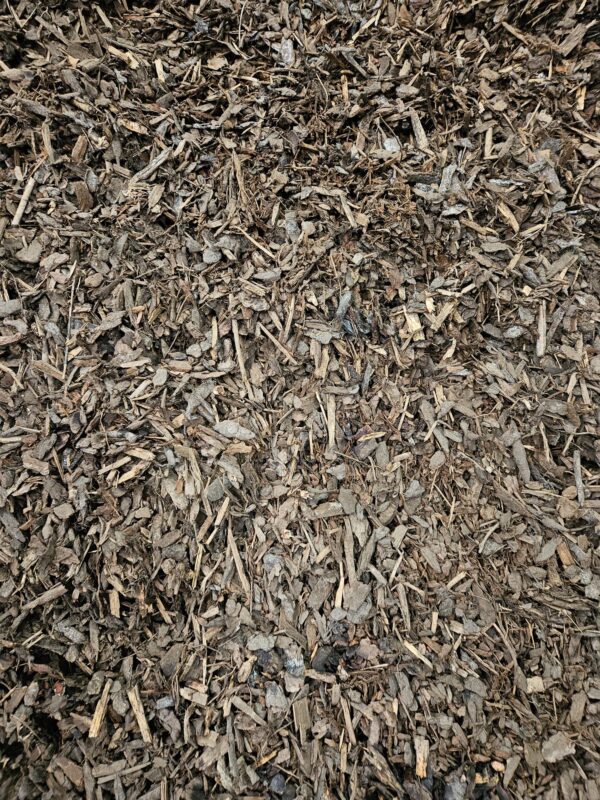 Pinus Sylvestris 25/40