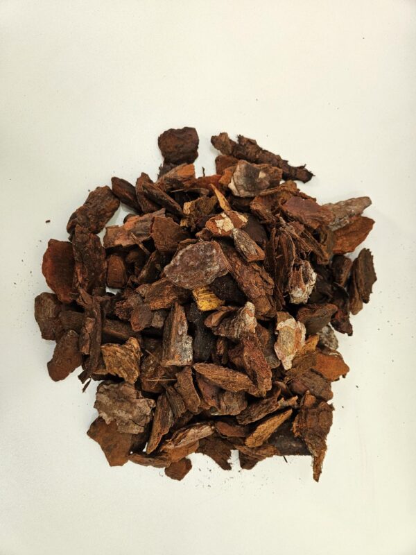 Pinus Maritima 20/40 - Afbeelding 2
