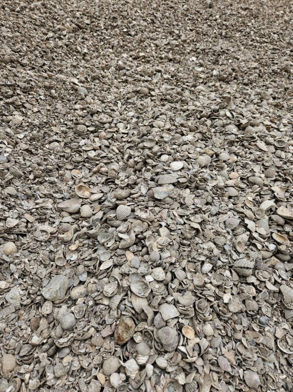 Noordzeeschelpen - Afbeelding 2