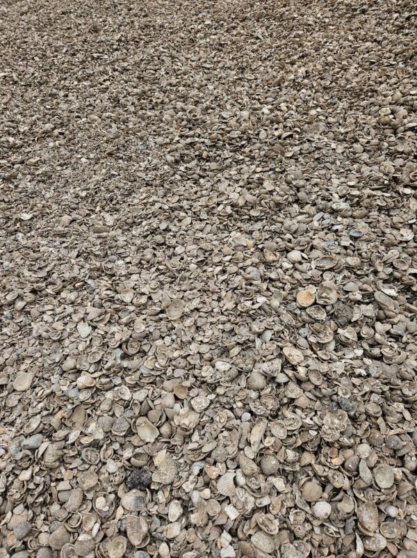 Noordzeeschelpen - Afbeelding 3